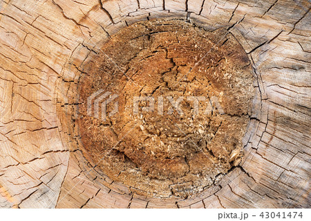 Cross section tree trunk, close-up wooden cut texture, background 43041474