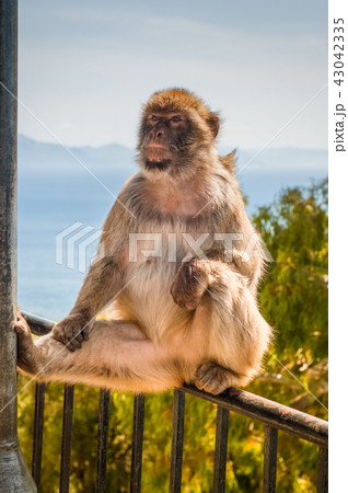 Ape in Gibraltar sitting on the fence. 43042335