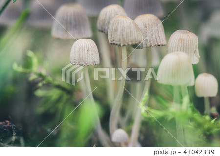 Beautiful toxic mushrooms at the forest, macro shot. 43042339