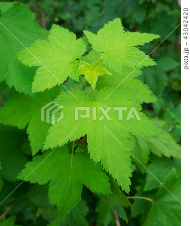 bush currant leaves close-up bush currant leaves close-up 43042420