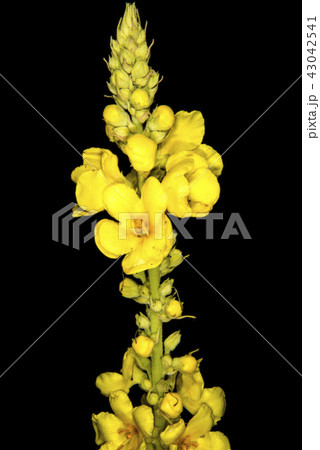 great mullein, medicinal plant with flower 43042541