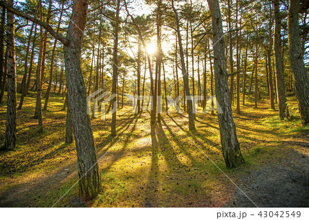 forest in back light forest in back light 43042549