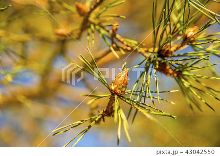 Scots pine, young, green shoots in spring 43042550