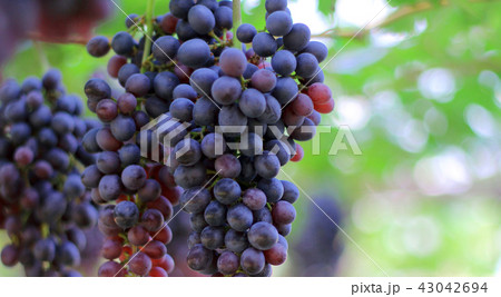 Bunch of red grapes hanging in the vineyard. Bunch of red grapes hanging in the vineyard. 43042694
