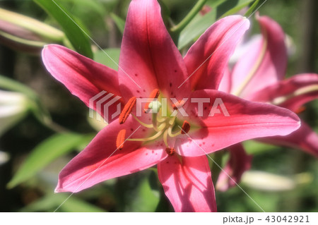 百合の花 43042921