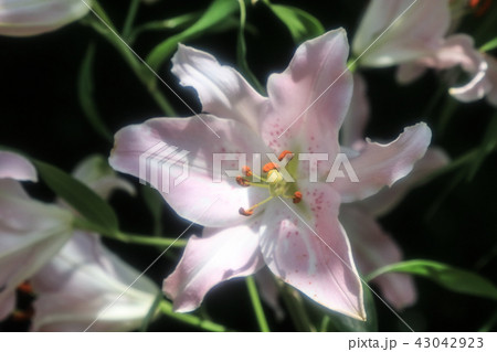 百合の花 百合の花 43042923