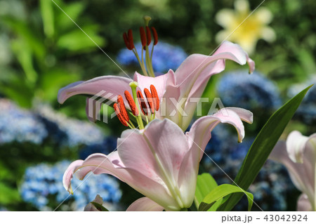 百合の花 百合の花 43042924
