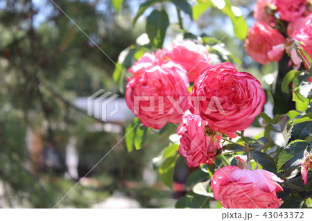Red Roses in the Garden of the Rosary 43043372