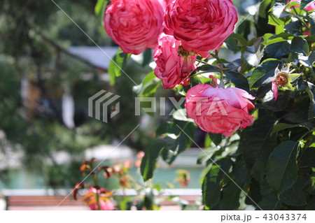 Red Roses in the Garden of the Rosary 43043374