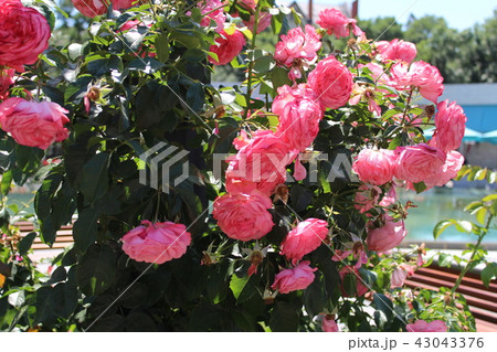 Red Roses in the Garden of the Rosary Red Roses in the Garden of the Rosary 43043376