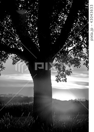 sunset in summertime with tree sunset in summertime with tree 43043633