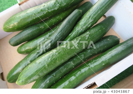 きゅうり 43043867