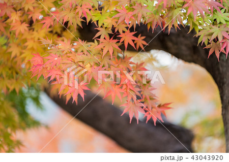 温泉寺のモミジ 43043920
