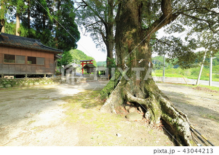 七社神社 大イチイガシ 七社神社 大イチイガシ 43044213