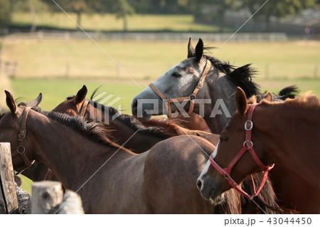Horses in the pasture, Poland 43044450