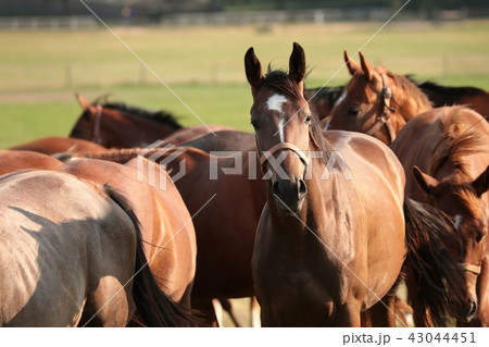 Horses in the pasture, Poland 43044451