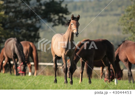 Young horse in the pasture 43044453