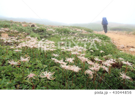 雨の日の北アルプス大天井岳に咲くチングルマ 43044856