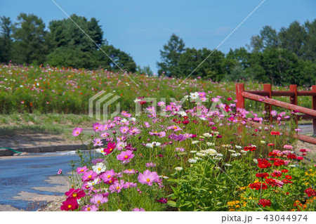 秋の花畑 秋の花畑 43044974
