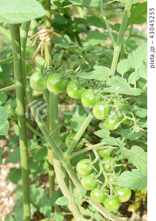 初心者の野菜作り まだ青いフルーツトマトの写真素材