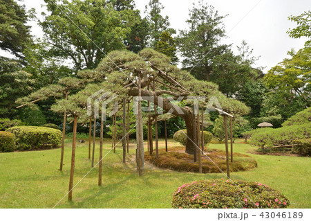 新潟県・村上散歩：若林家住宅 43046189