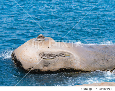 台湾 新北市 野柳地質公園 43046491