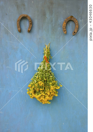 flowers Hypericum st Johns wort ant two horseshoe 43046630