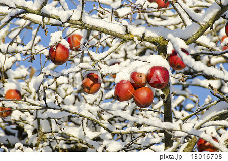 apples on tree covered snow, autumn background apples on tree covered snow, autumn background 43046708