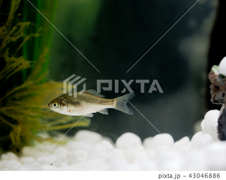 フナの未成魚 43046886