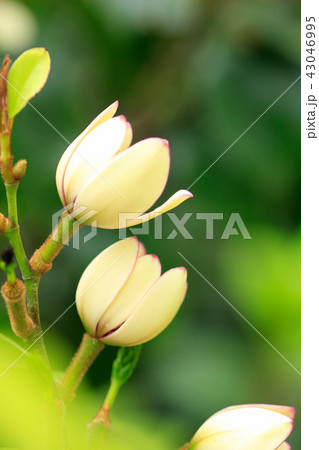 カラタネオガタマ カラタネオガタマ 43046995