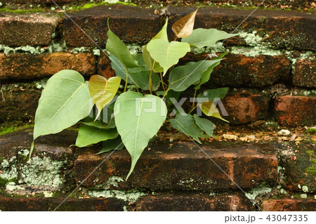 Sacred fig (Ficus religiosa) on old brick wall 43047335