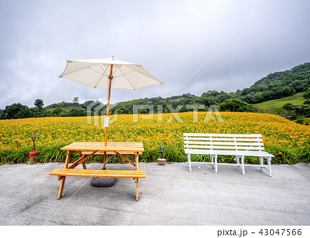 ニッコウキスゲ キスゲ デイリリー 43047566