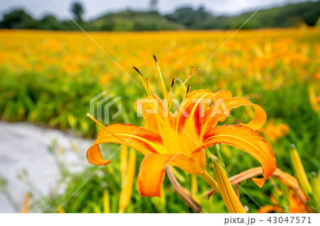 ニッコウキスゲ キスゲ デイリリー 43047571