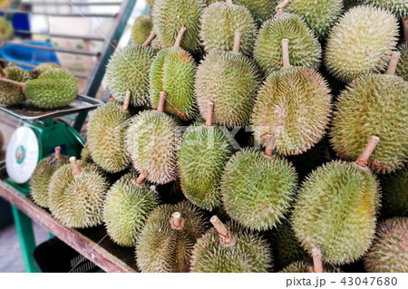 Durian displayed and sold in Malaysia stall Durian displayed and sold in Malaysia stall 43047680