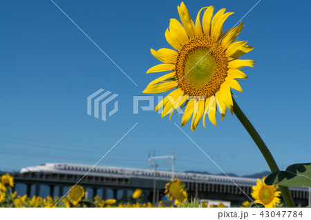 サンフラワーと新幹線 43047784