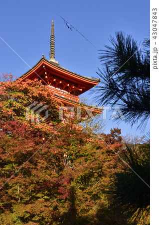 清水寺　三重塔 43047843