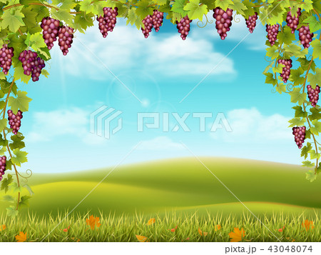 Grape arch and rural landscape red 43048074