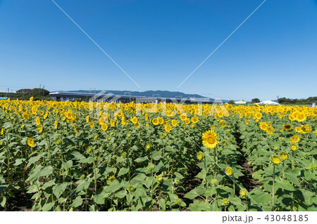 満開の向日葵と新幹線 43048185
