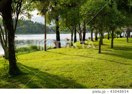 public park and the trees sunset 43048654