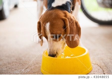 puppy beagle dog drinking water 43048655