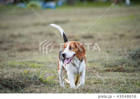 Close up of cute young Beagle playing in field 43048656