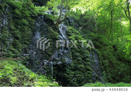 スッカン沢　雄飛の滝遊歩道終点で見られる柱状節理と伏流瀑 43049010
