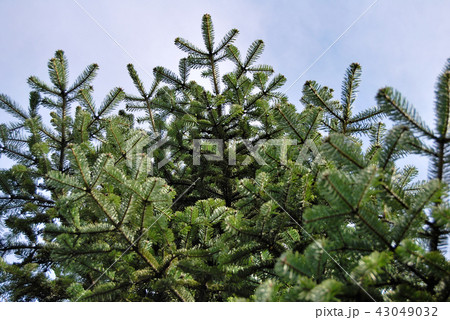 Pine tree leaves Pine tree leaves 43049032