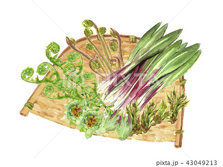 山菜セットざるのイラスト素材