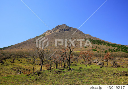 大分県 春の由布岳 山麓 大分県 春の由布岳 山麓 43049217