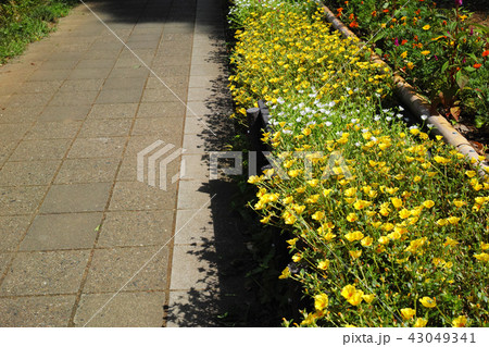 公園の花壇に咲くポーチュラカと歩道 43049341