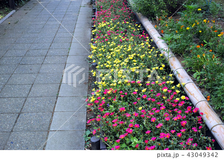 公園の花壇に咲くポーチュラカと歩道の写真素材