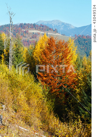 Morning autumn Carpathians landscape. Morning autumn Carpathians landscape. 43049534