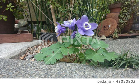 オダマキの花 オダマキの花 43050802