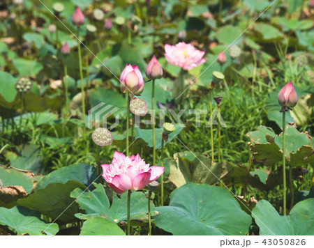 pink blooming lotus pink blooming lotus 43050826